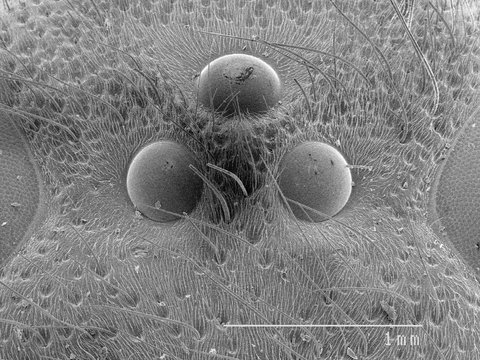Magnified view of ocelli on wasp