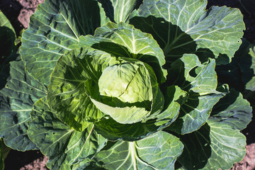 Fototapeta premium Organic Cabbage. Fresh Green Head of Cabbage in the garden