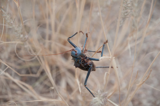 Common Namibian cricket