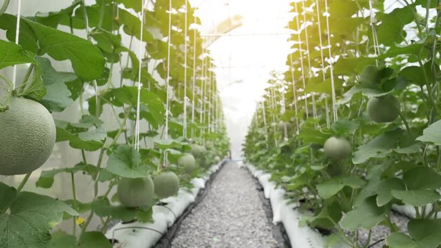 Green organic cantaloupe melon growing in greenhouse farm, UHD 4k 3840x2160.
