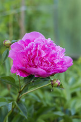 Flowering peonies in the garden. 