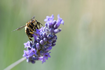 Abeille sur lavande