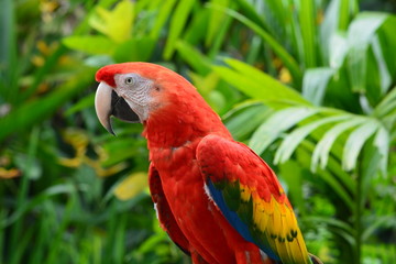 parrot profile