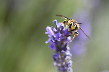 Abeille sur lavande