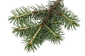 Spruce branch, isolated on white background