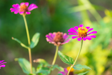 Obraz premium Zinnia flower on nature background