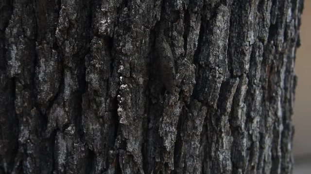 Dobsonfly(Hellgrammite) adult climbing on bark of a tree.