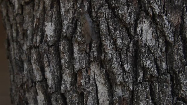 Dobsonfly(Hellgrammite) adult climbing on bark of a tree.