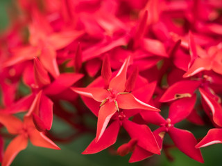red spike flower in close up