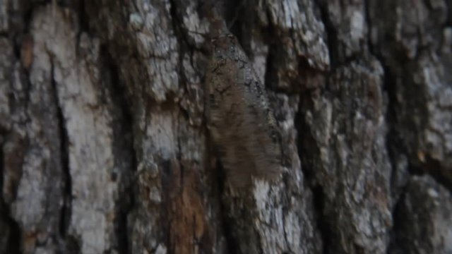 Dobsonfly(Hellgrammite) adult climbing on bark of a tree.
