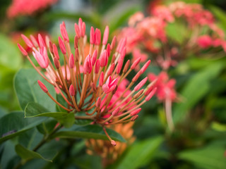 red spike flower in close up