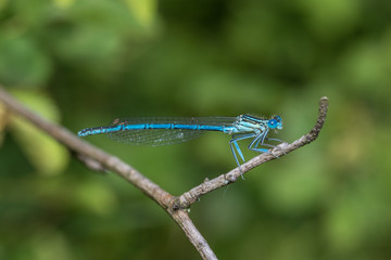 Blaue Libelle auf Ast 