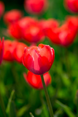 Obraz premium Beautiful red tulips in nature