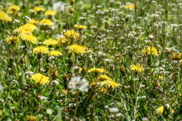 Obraz na płótnie Canvas wild flowers meadow dandelions