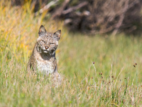 Bobcat (Lynx rufus), Marin County, California, USA