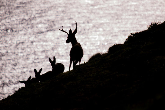 Black-tailed deer, Odocoileus hemionus columbianus