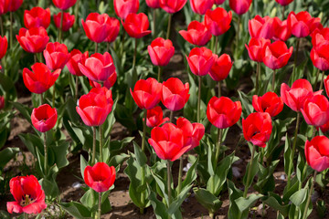 Beautiful red tulips in nature