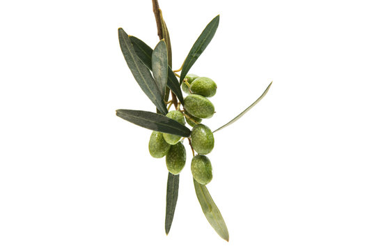 Branch with green olives isolated