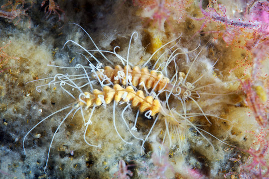 Amblyosyllis finmarchica, annelid worms