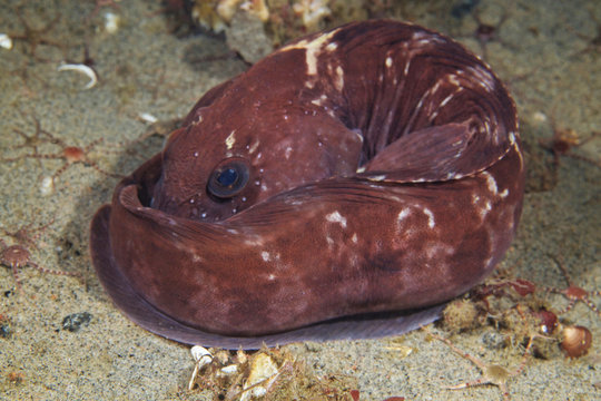 Atlantic wolffish (Anarhichas lupus)