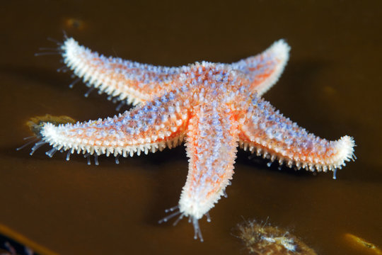 Common starfish, (Asterias rubens)