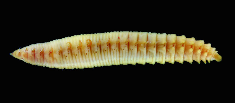 Travisia annelid worm