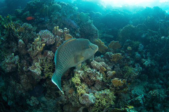 Humphead wrasse (Cheilinus undulatus)