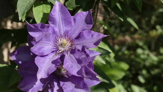 Close-up details of climbing spring plant 4K 2160p 30fps UltraHD footage - Clematis Jackmanii Superba purple flower on vines 3840X2160 UHD video