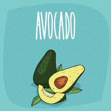 Ripe avocado fruits with leaves, whole and beautifully cut into pieces. Visible flesh and seeds. Isolated blue background. Realistic hand draw style. Lettering Avocado