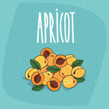 Several ripe apricots fruits, whole and beautifully cut into pieces. Visible flesh and seeds. Isolated blue background. Realistic hand draw style. Lettering Apricot
