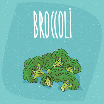 Group of several ripe vegetables broccoli stalks. Beautifully cut, visible section. Isolated blue background. Realistic hand draw style. Lettering inscription Broccoli