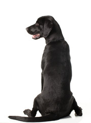 Black Lab sitting back to camera looking off to side