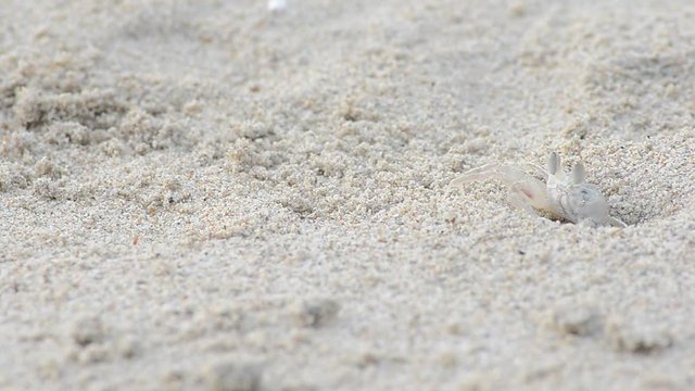 ghost crab running from hole