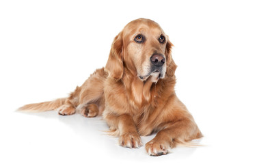 Golden Retriever laying on white background looking up with sad eyes