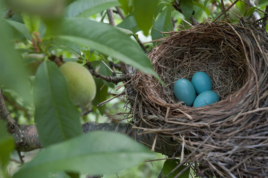 Bird Eggs In A Nest