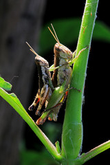Two Grasshoppers Having Sex