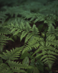 Ferns