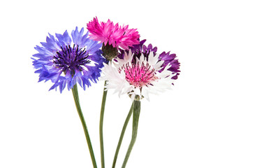 Beautiful cornflower isolated