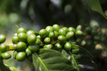 Green coffee beans on branch