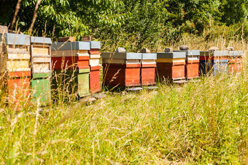Bienenkästen auf grüner Wiese im Sommer