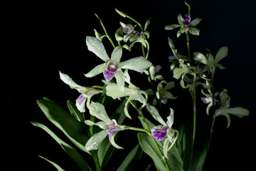 White dendrobium orchid
