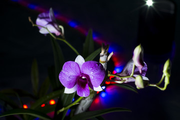 Fototapeta na wymiar Dendrobium mini orchid