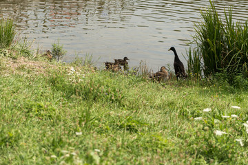 Birds photographed in ASTRA Museum of Traditional Folk Civilization - the largest open air museum in Romania and one of the largest in Europe.