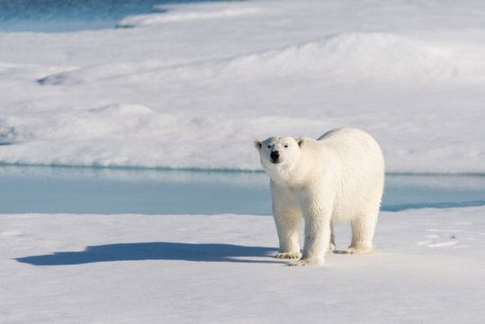 Polar bear on the pack ice