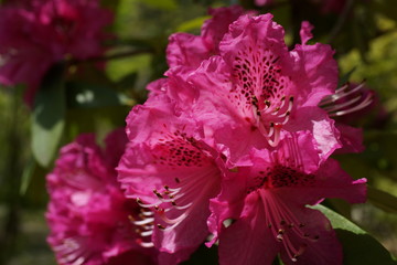 シャクナゲの花　石楠花