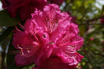 シャクナゲの花　石楠花
