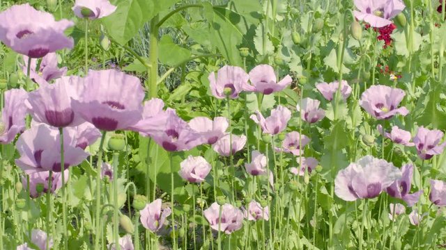 Mohn Traum in Lila im Wind mit Sonne