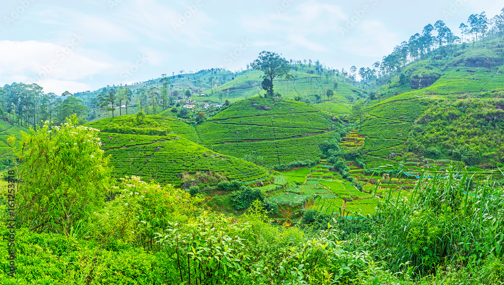 Poster The acres of tea plants