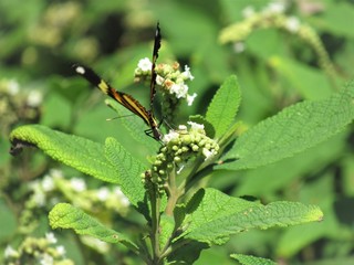 O perfil da borboleta.