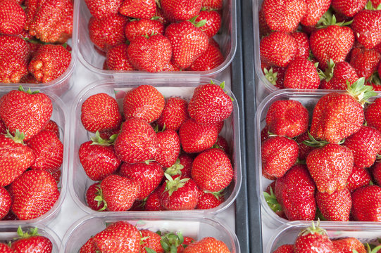 cagot de fraises fraiches bio